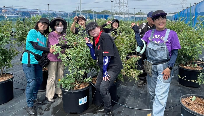 ブルーベリーの摘み取り体験
