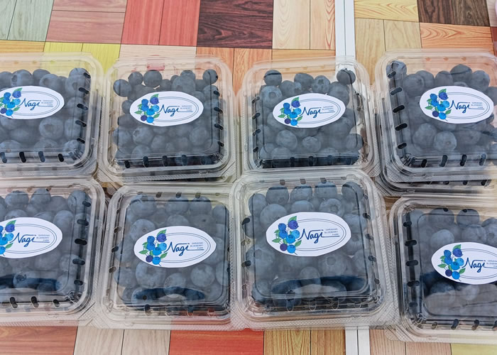 ブルーベリー直売所